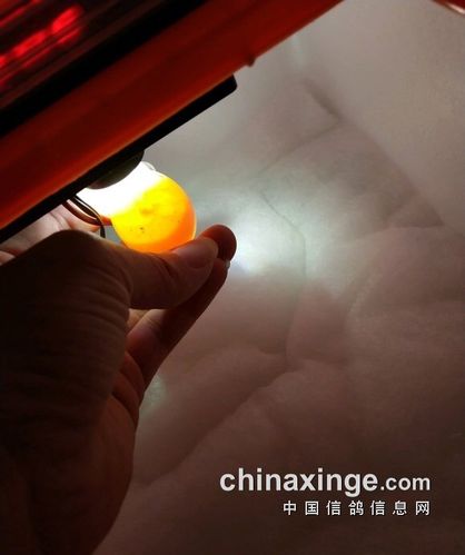 人工水床孵化手养鸽子全记录