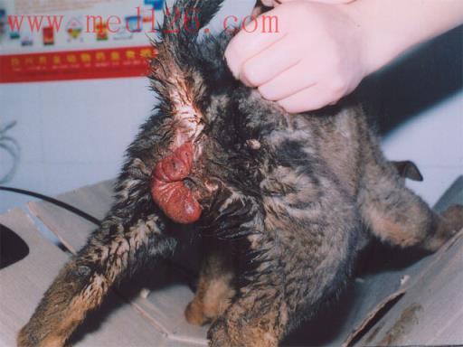 兽医临床图谱:犬直肠脱出