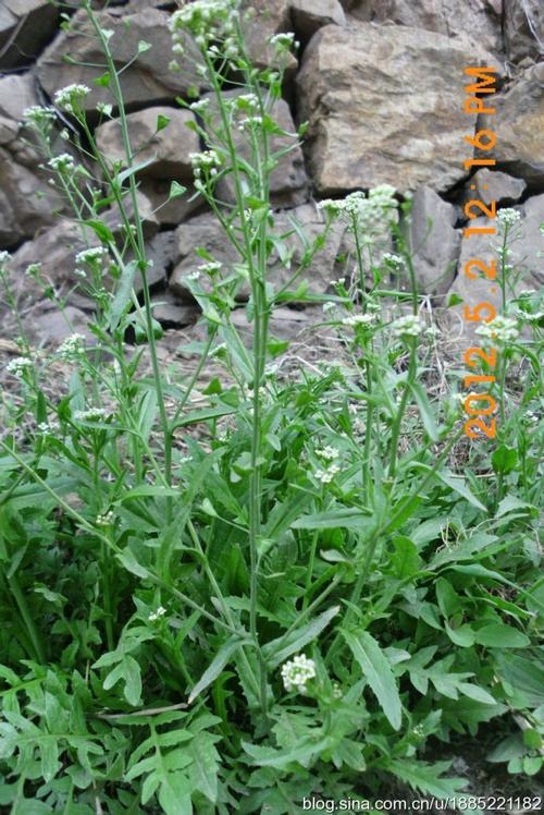 把蒲草整株从水塘中拔出,其白净硕大的根茎富含水分和营养;其叶子即可