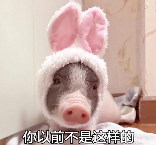 猪猪gif你以前不是这样的gif搞笑gif斗图gif穿衣服gif可爱gif