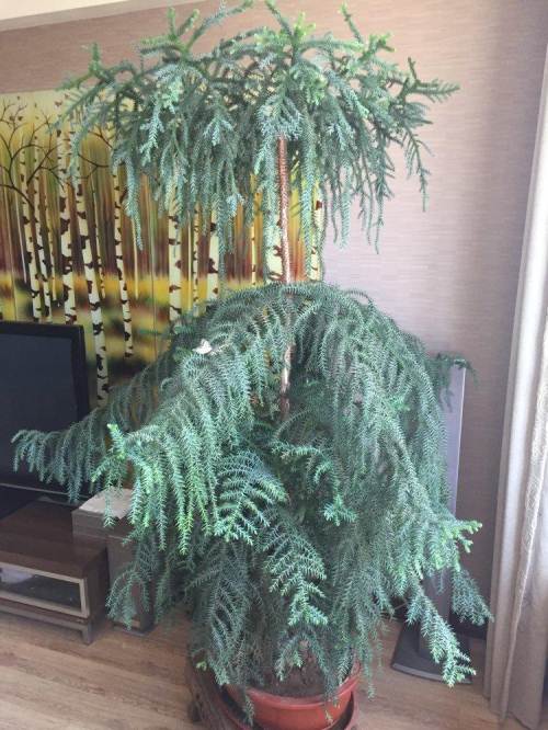 澳洲杉大盆盆景便宜出