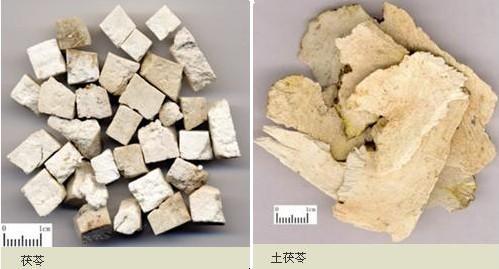 土茯苓和茯苓鉴别