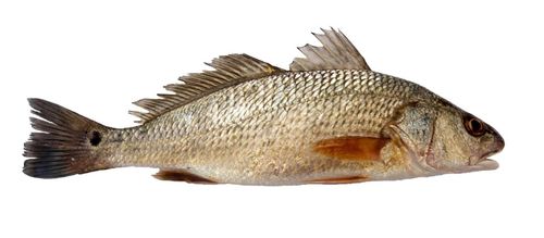 天生与鱼相伴的饶平人不知道这些常见鱼的名称就尴尬了