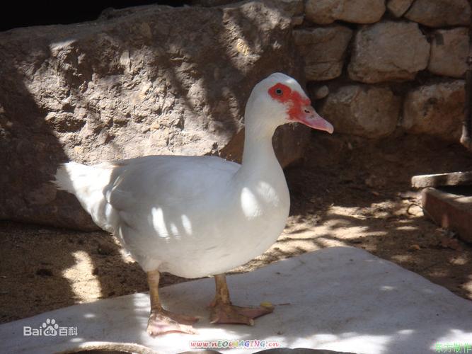 非洲雁图片_百度百科
