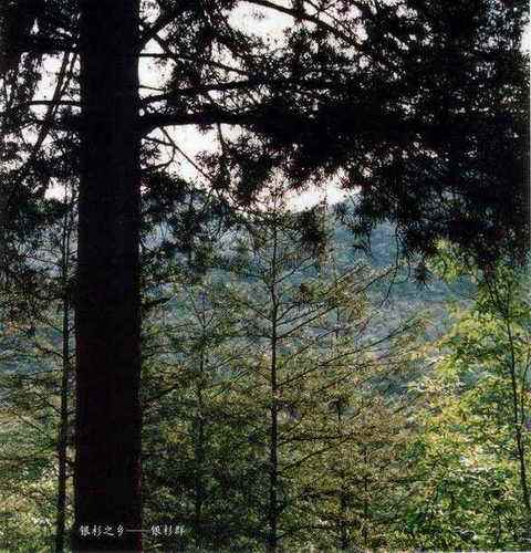 稀有之物——贵州银杉