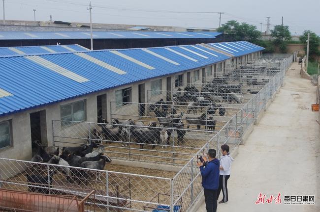 黑山羊养殖合作社