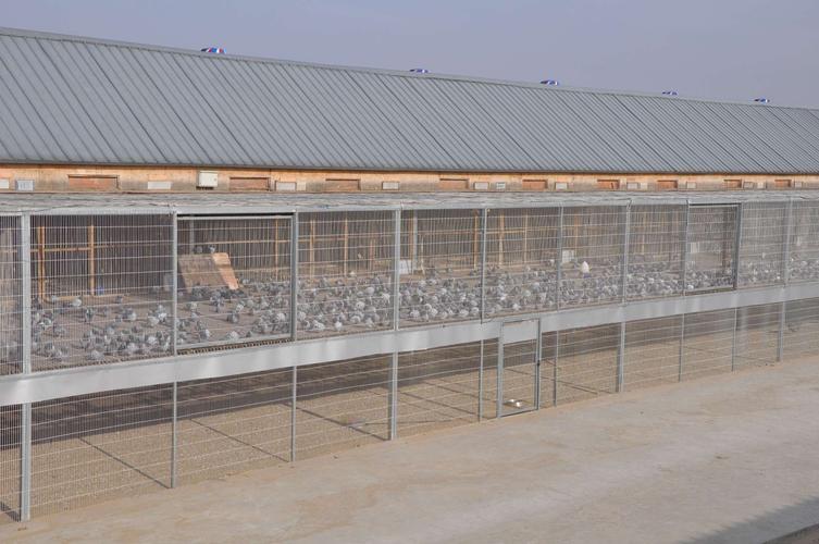 柳溪湾赛鸽公棚