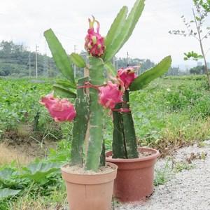 果树苗盆栽种植红心火龙果苗火龙果种苗当年结果南方种植北方种植