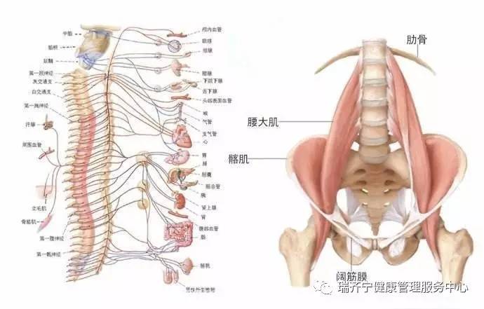 扮演着促使大脑和身体各部良性互动的灵魂角色,颈椎的一至三节控制颜