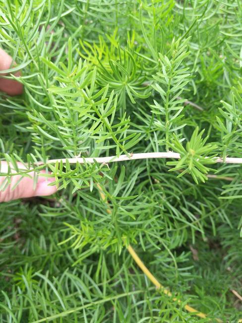 供应大厅  中药材  天冬