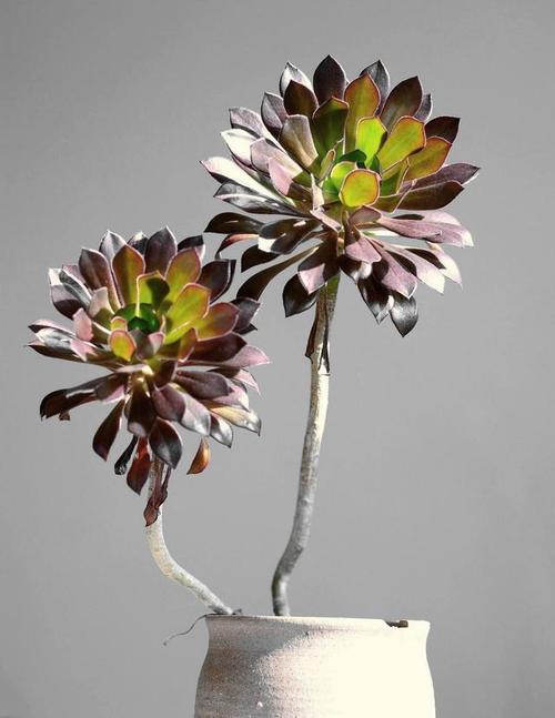 多肉黑法师,养护有"四技巧",分枝多颜色美更漂亮