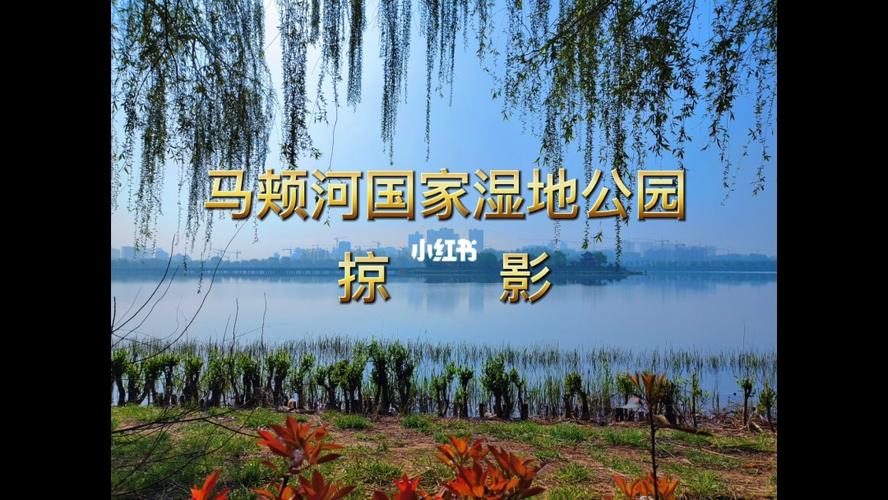 马颊河国家湿地公园掠影_马颊河国家湿地公园_景点_湿地公园_梧桐树