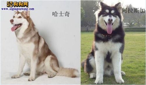 阿拉斯加犬哈士奇阿拉斯加和哈士奇有什么区别