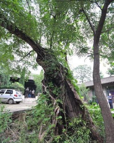 大名百年古树丨 金北清真寺古槐树