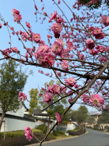2021年的立春预示着寒冷的冬季即将结束,院子里梅花竞相绽放,讨人喜爱
