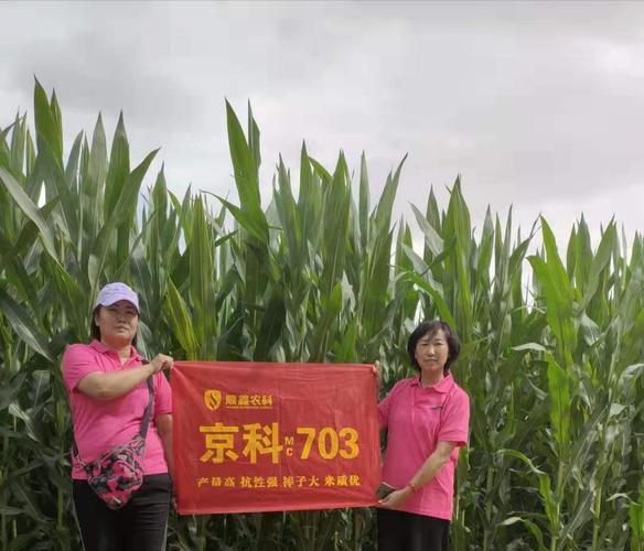 玉米京科703种子表现出色
