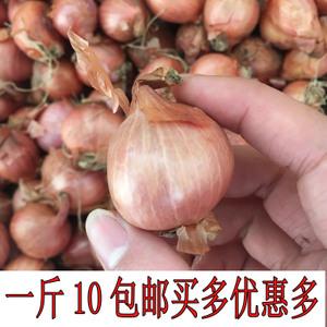 1斤包邮新鲜独头葱珠葱小圆葱大红葱头广东肠粉台湾卤肉饭酱料