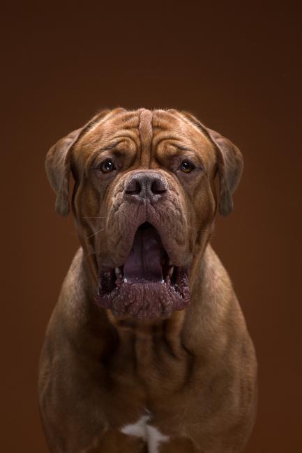 barking dog