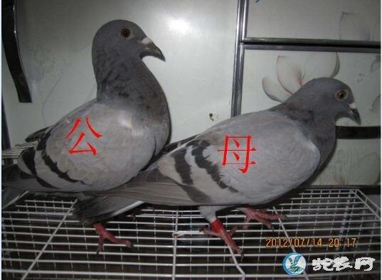 鸽子怎么分公母