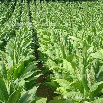 云烟净油 virginia tobacco absolute 云南烤烟 烟用香精香料