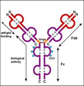 抗体空间结构示意图
