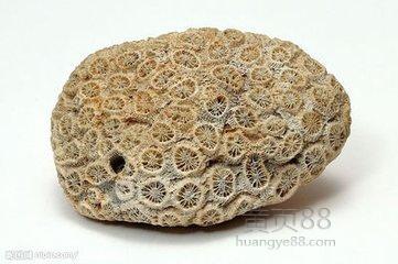 珊瑚化石市场价格多少?江苏盛玺高价现金直接收购!