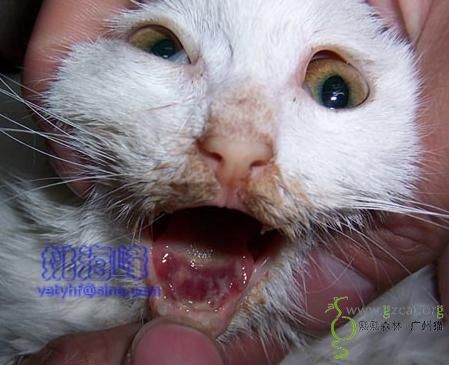猫瘟引起的舌溃疡