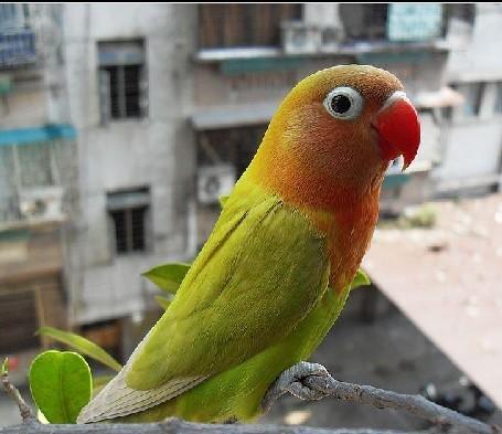 手养金丝彩虹牡丹鹦鹉幼鸟,绿桃牡丹鹦鹉幼鸟 (实物图)