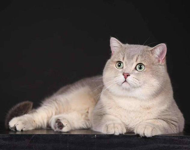 科普:其实这些猫咪,都只是"英短"其中一种花色而已