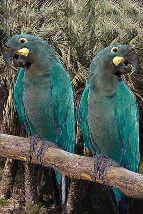 鹦形目·鹦鹉科·琉璃金刚鹦鹉属:灰绿金刚鹦鹉