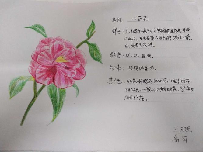 三年级三班语文实践作业——小小植物记录卡