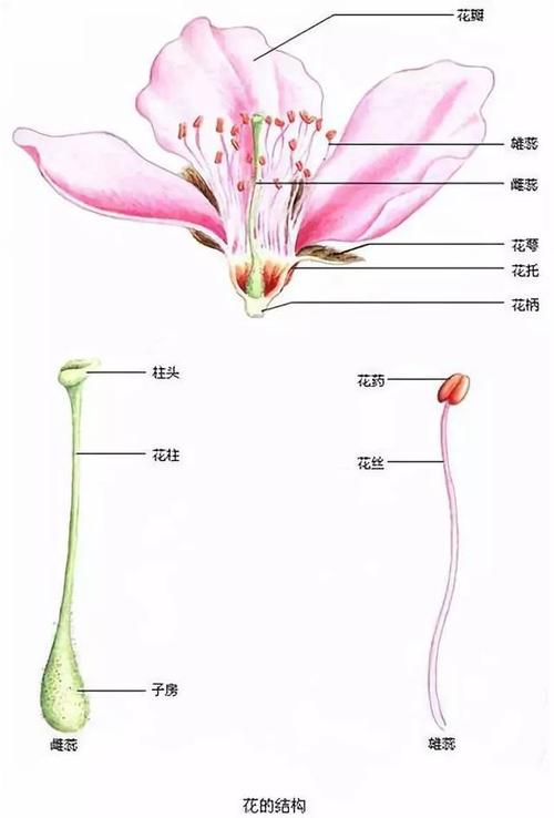 [从零开始学养花]科普达人:认识花朵的结构