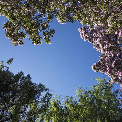 随拍秋木树的春天