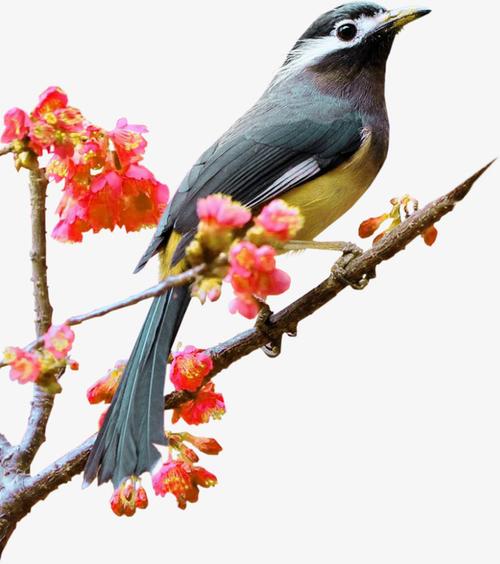 百灵鸟在枝头免抠素材