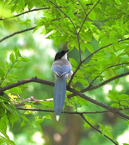 灰喜鹊叫声不那么可爱.可以说是呱噪.