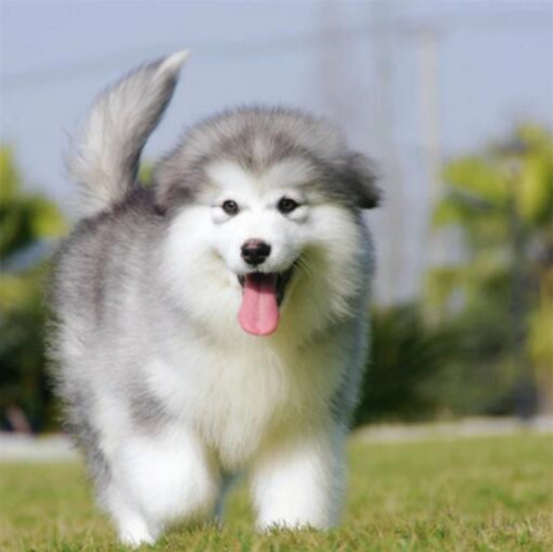 阿拉斯加狗狗纯种活体幼犬雪橇犬巨型十字脸灰桃脸狗狗