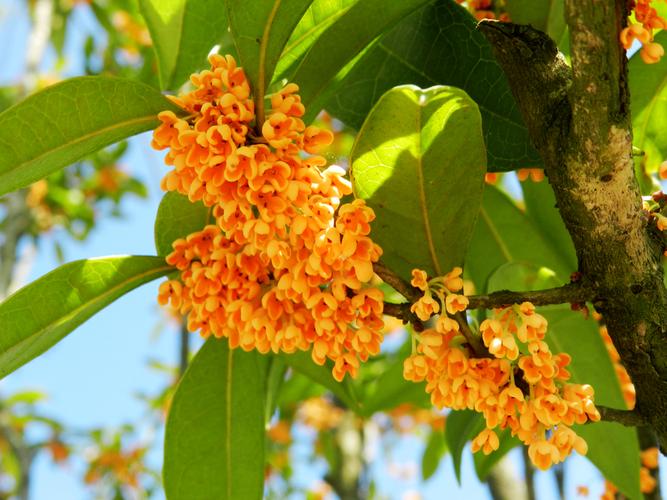 金桂怒放香袭人查看大图曝光:auto exposure光圈:f1快门:1.