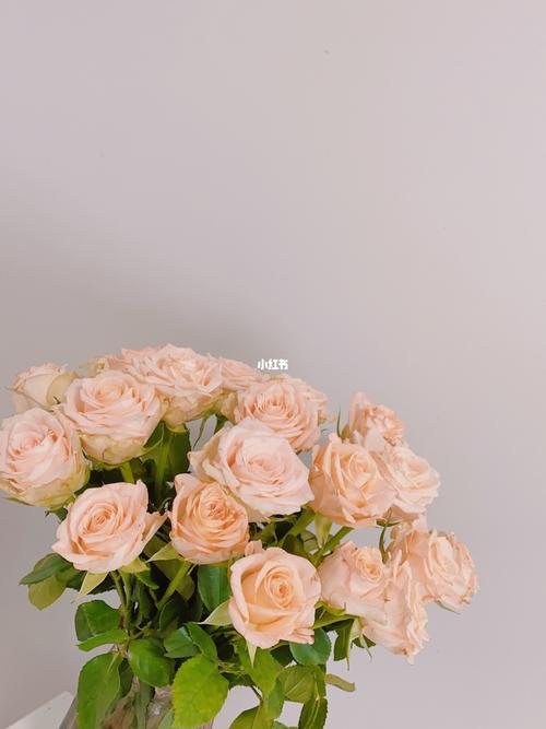 壁纸～柏拉图玫瑰_壁纸_家居家装_家居装饰