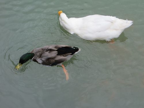 第二次到观音山感恩湖,只看到一只野鸭一只家鸭(白颜色),其他野鸭没有