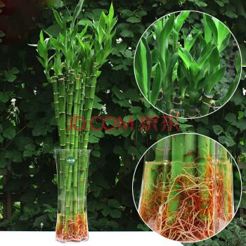 美家亿转运珠富贵竹绿植盆栽水培植物花卉盆栽室内花草植物桌面盆栽有