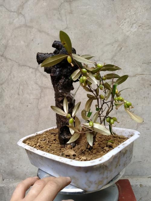 野生羊奶果捡漏回家快来捡漏野生羊奶果下山桩,介绍羊