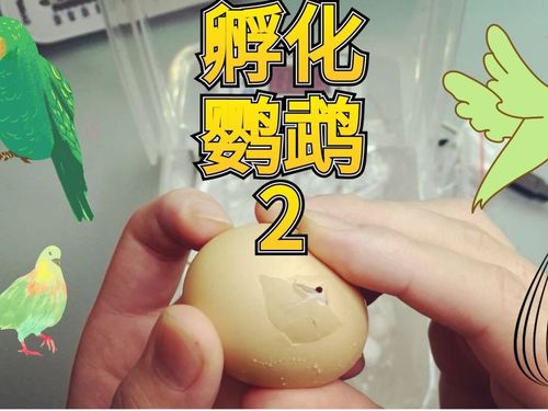经历了漫长的21天,终于迎来鹦鹉的破壳日,没想到只有一个鸡蛋.