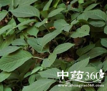 大母猪藤的功效与作用