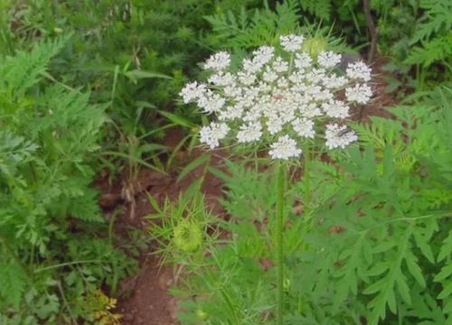 一种植物叫蛇床子,是一种很好的植物,如果需要可以去野外采