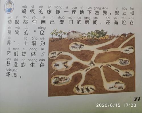 蚂蚁的地下宫殿