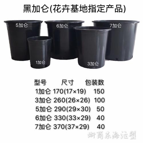 黑加仑盆
