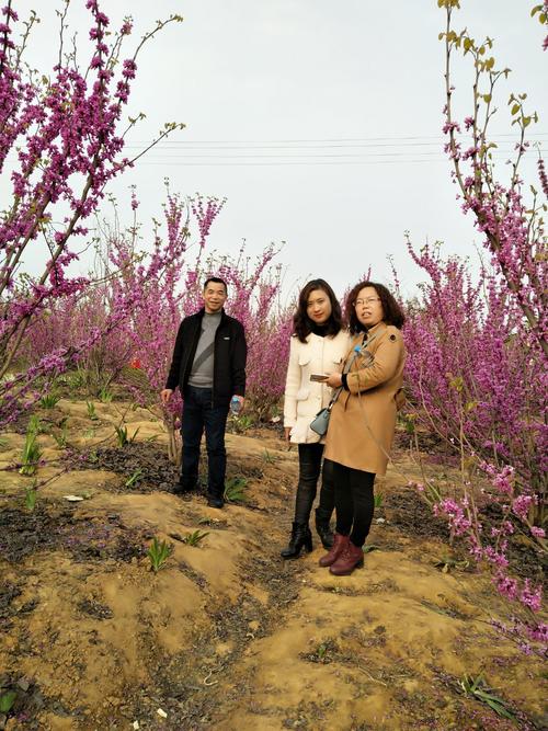 安州区乐兴镇百花园赏花.