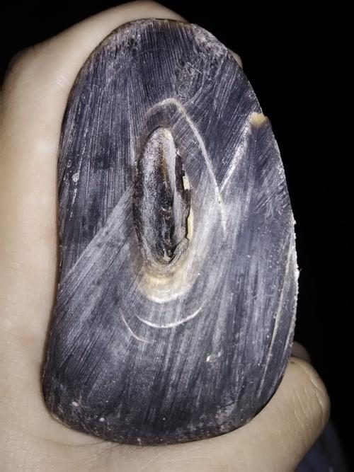 追问 回答 犀牛角材质的鉴定秘诀:即其断面如毛竹之截面,有细小颗粒状