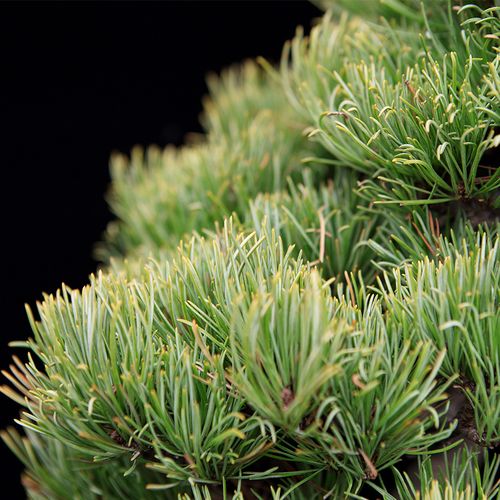 盆景大师袁梦蛟作品 暗度金针 杭派盆景 金针大阪松盆景