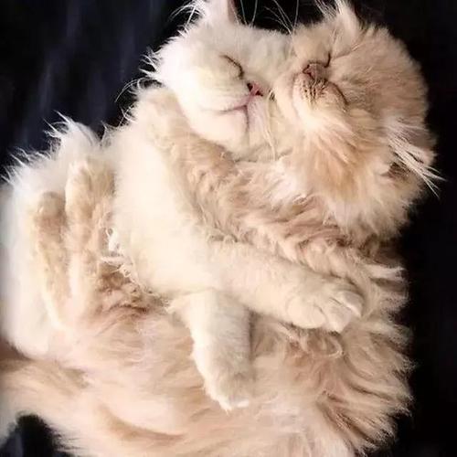 暖冬小确幸,从猫咪的抱抱开始|猫咪|猫儿|干你_新浪新闻